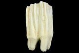 Pleistocene Aged Fossil Bison Tooth - Kansas #154203-2